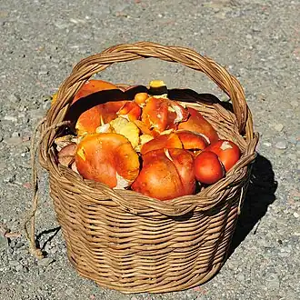 Basket of mushrooms