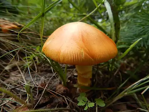 Orange-capped specimen