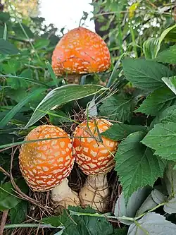 Orange group