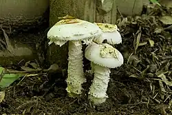 Amanita neoovoidea