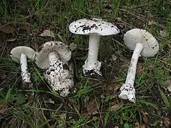 Several specimens of Amanita ocreata