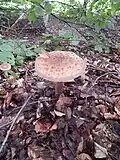 Amanita rubescens in deciduous woodland