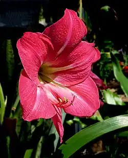 'Pink Diamond'