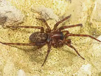 Amaurobius erberi