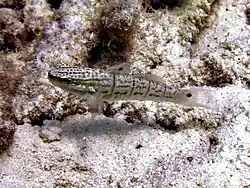 Amblygobius albimaculatus