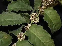 In the order Amborellales, there is only one family, Amborellaceae, and there is only one genus, Amborella, and in this genus there is only one species, Amborella trichopoda.
