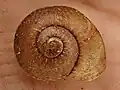 Shell found in the Waimā Forest, Northland