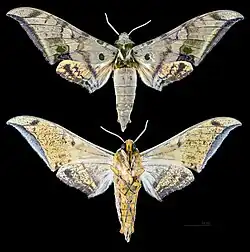 Ambulyx schauffelbergeri