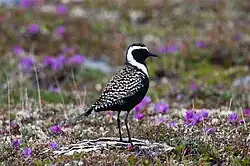 American_Golden_Plover_(7458261558)