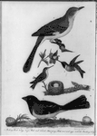 Illustration from American Ornithology