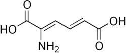 2D representation of the chemical structure of 2-Aminomuconic acid .