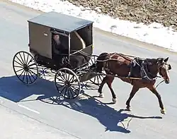 Older Amish man with a long beard driving a horse and buggy on a rural road