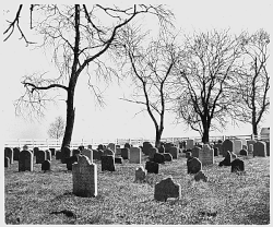 Cemetery filled many small plain headstones with simple inscriptions and two large bare trees.