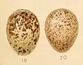 Eggs