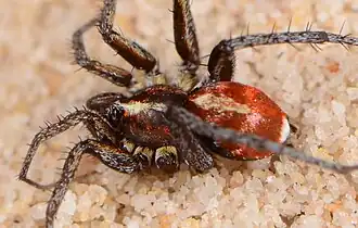 male A. amphalodes