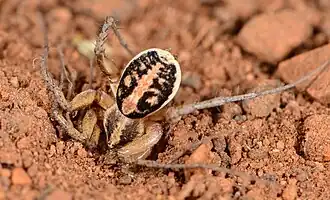 female Ammoxenus amphalodes