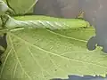 Damage