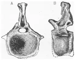 Drawing of the caudal (tail) vertebra of Amphicoelias latus in side view.