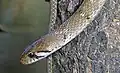 An adult, without white patch on nape
