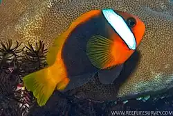 Photo of species