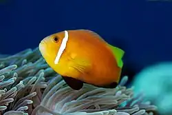 A.&nbsp;nigripes (Maldives anemonefish) showing the distinctive black pelvic & anal fins