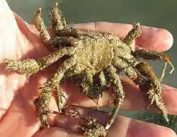 Amphithrax aculeatus, view of bottom