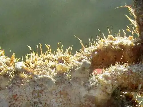 bristles on carapace