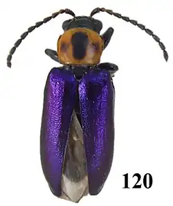Photograph of a beetle against a white background. The beetle has shiny purple elytra covering its wings, a brown abdomen and long black antennae. “120” is written in black on the bottom right of the beetle.