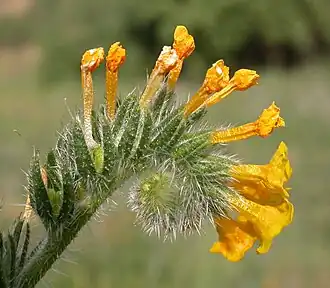 A. menziesii var. intermedia