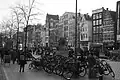 'Frontier' as a street tree, Rokin, Amsterdam (March 2025)[15]
