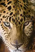 Amur leopard (Panthera pardus orientalis)