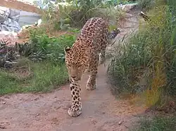 An endangered Arabian leopard, which used to be recorded in the mountainous region of the country[31][32]