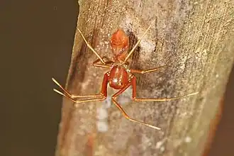 Ant-mimic Amyciaea sp., Karnataka, India