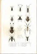 Plate 4 from: C.J.-B. Amyot and J. G. Audinet-Serville (1843). Histoire naturelle des insectes. Hémiptères. Paris, Librairie encyclopédique de Roret.