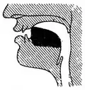 [ə]-colored [l] (sagittal)