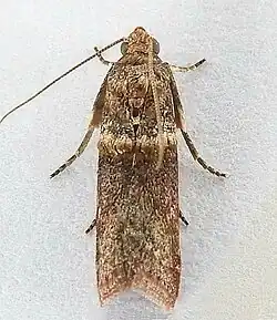 Anabasis ochrodesma