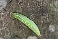 Caterpillar
