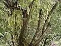 Canopy viewed from beneath, showing bark, foliage and ripening pods