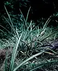Ananas comosus, habitat, Suriname
