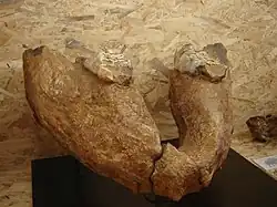 The jaw of Anancus, an extinct relative of the elephant