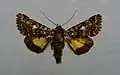 Beautiful yellow underwing Anarta myrtilli Catocalinae