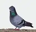 Anatolian Ringbeater, blue bar