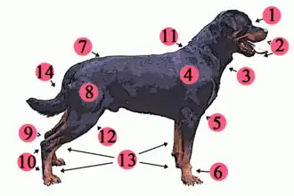 Image 58External anatomy (topography) of a typical dog: 1. Head 2. Muzzle 3. Dewlap (throat, neck skin) 4. Shoulder 5. Elbow 6. Forefeet 7. Croup (rump) 8. Leg (thigh and hip) 9. Hock 10. Hind feet 11. Withers 12. Stifle 13. Paws 14. Tail (from Dog anatomy)