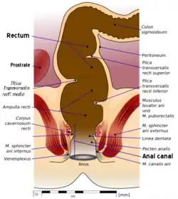 Anatomy of the human rectum and anus.