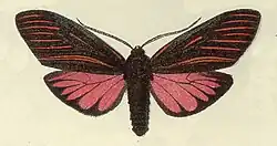 Anaxita suprema