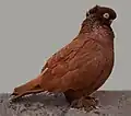 Red crested)
