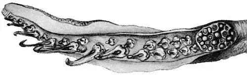Oral view of tentacular club (145&nbsp;mm ML)