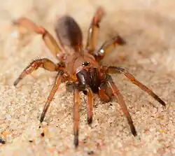 male A. brevipalpis