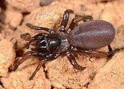 female A. pretoriae
