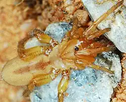 juvenile A. pusilla